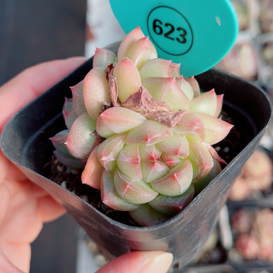 623号小老桩珍妮群
