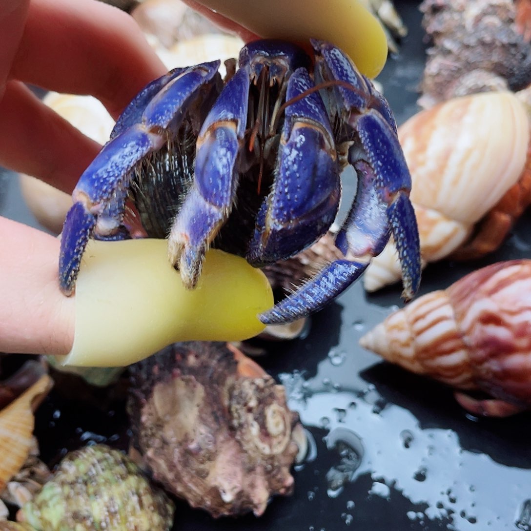 3.5口通体蓝紫陆寄居蟹