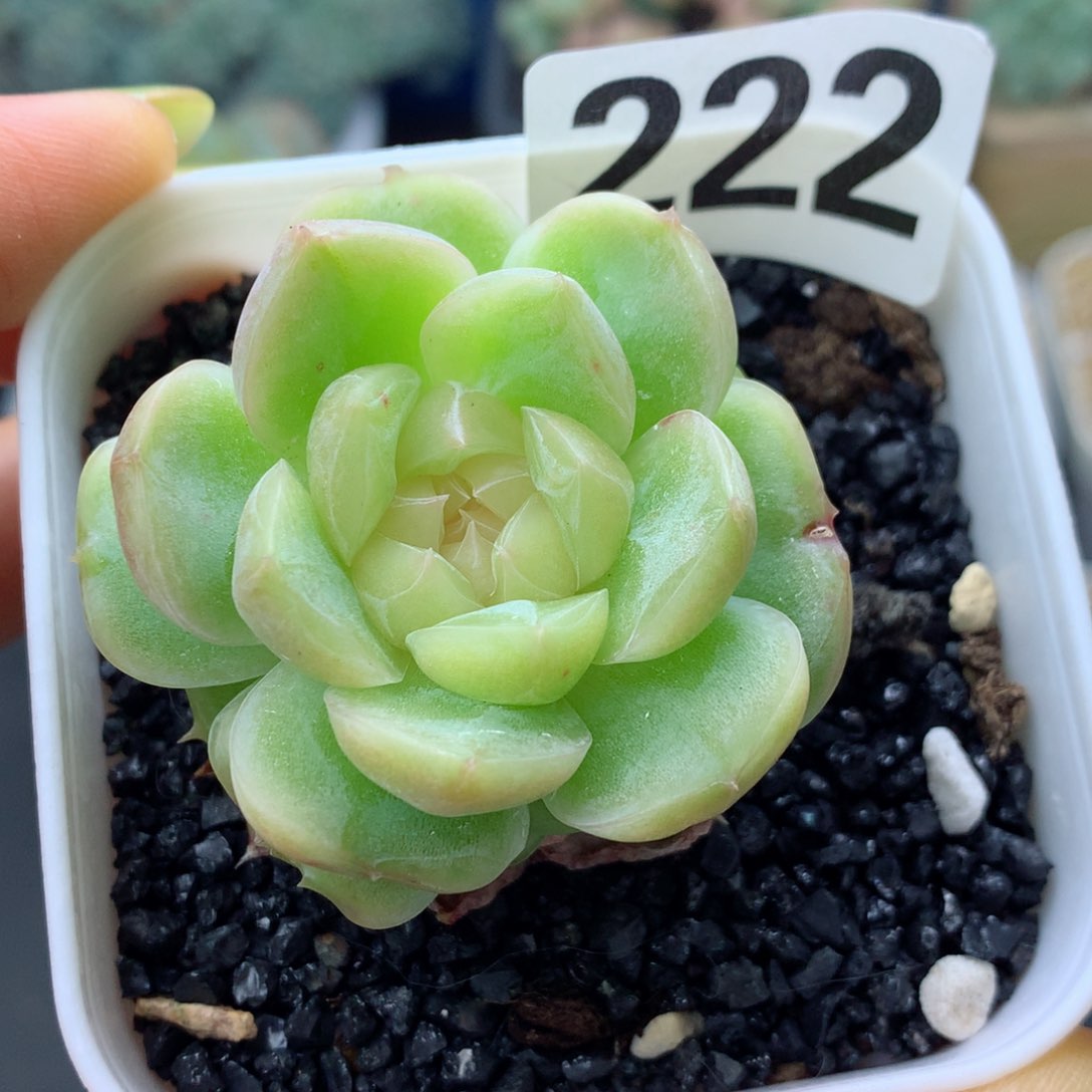 58包邮  群生不包整糖心