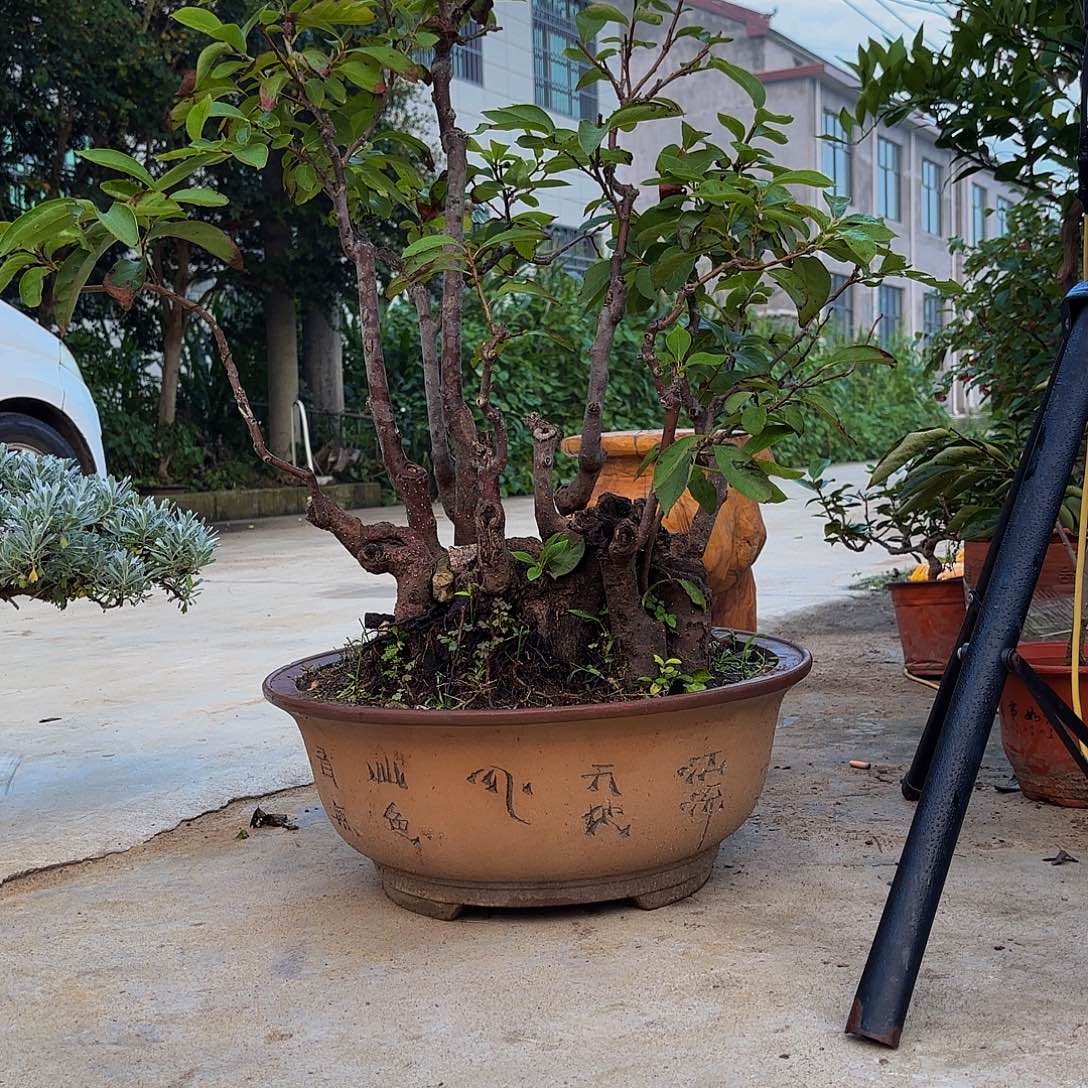 完全开放柿树盆景造型盆栽花卉