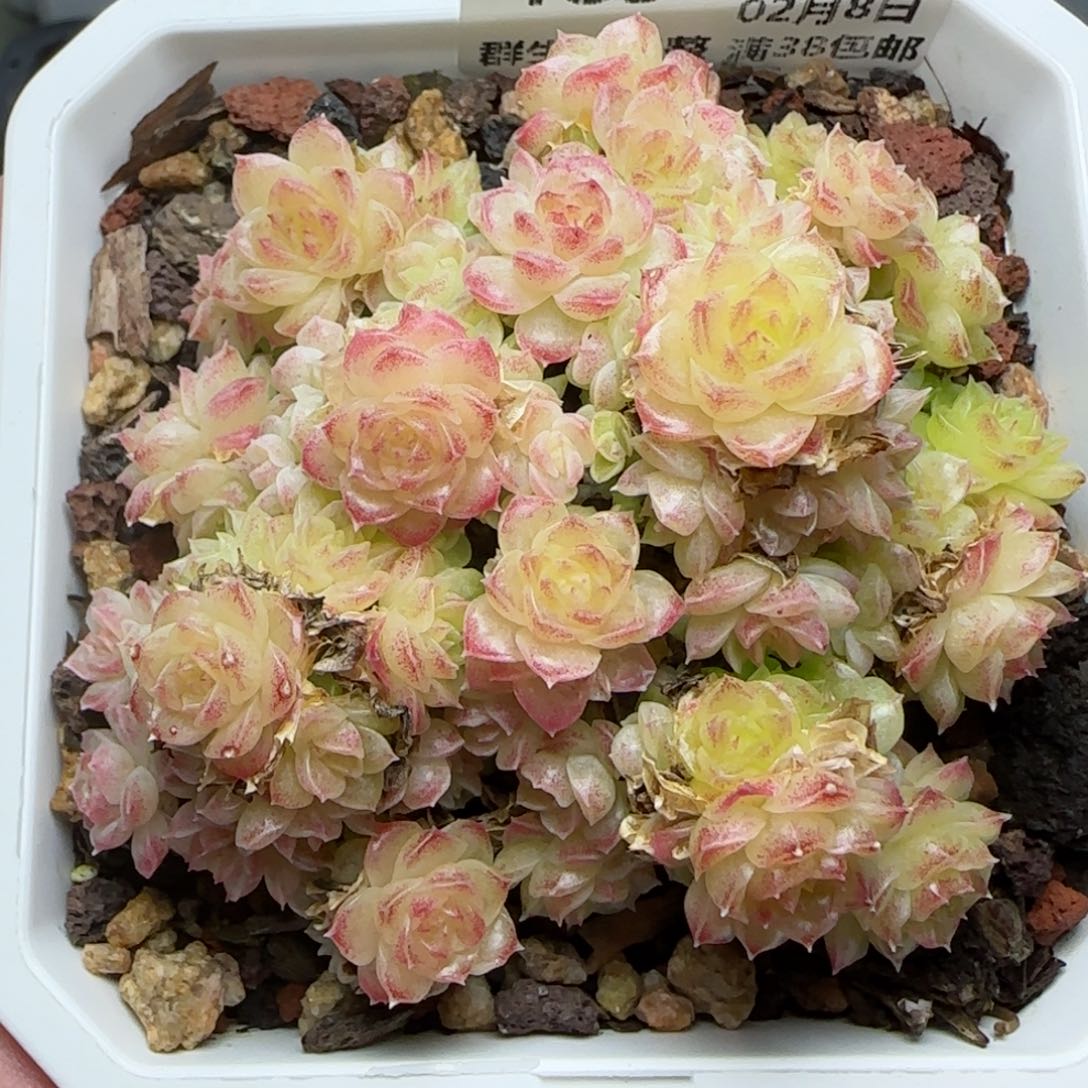 0208-183优选麦秆