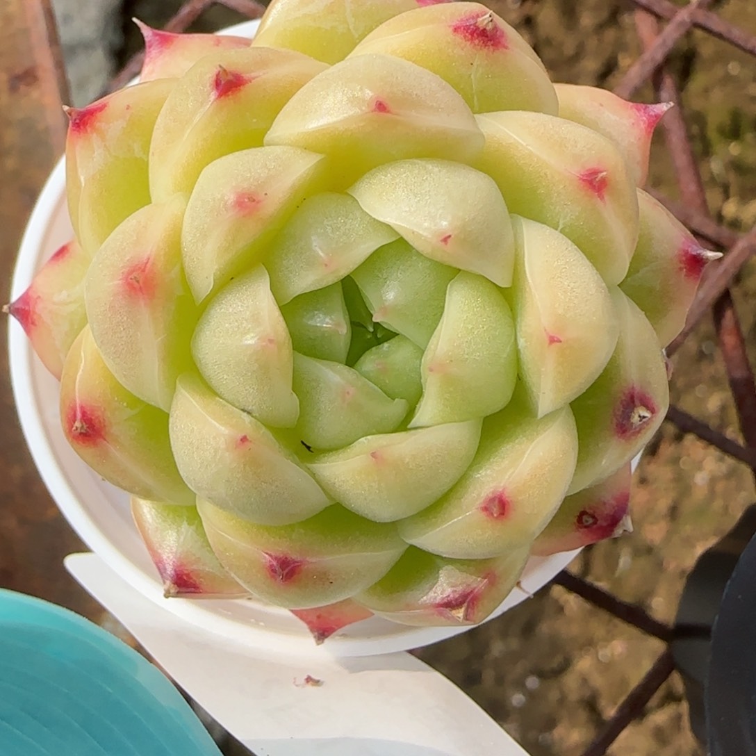 花语逸境0214-118