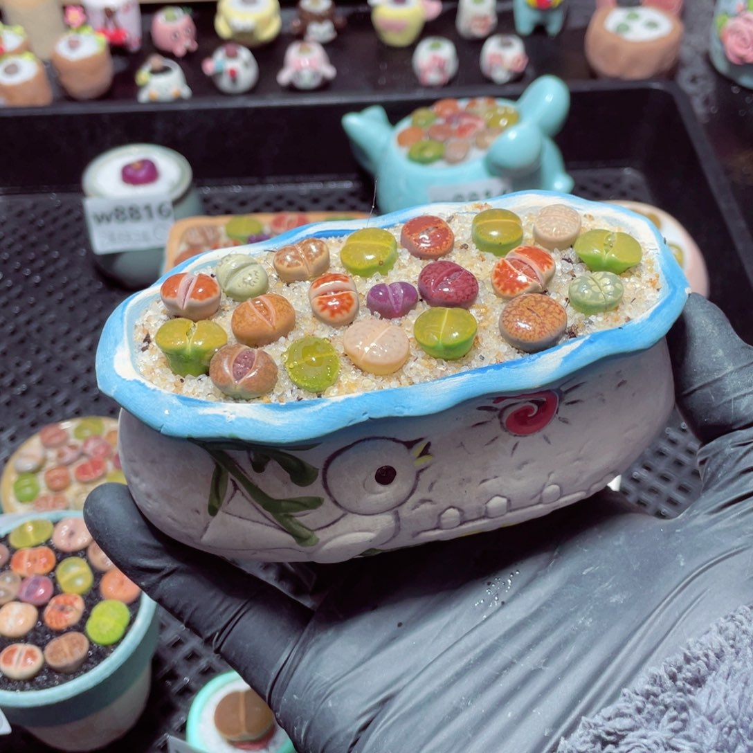 w8819--带盆土发货，零下地区拍保温箱