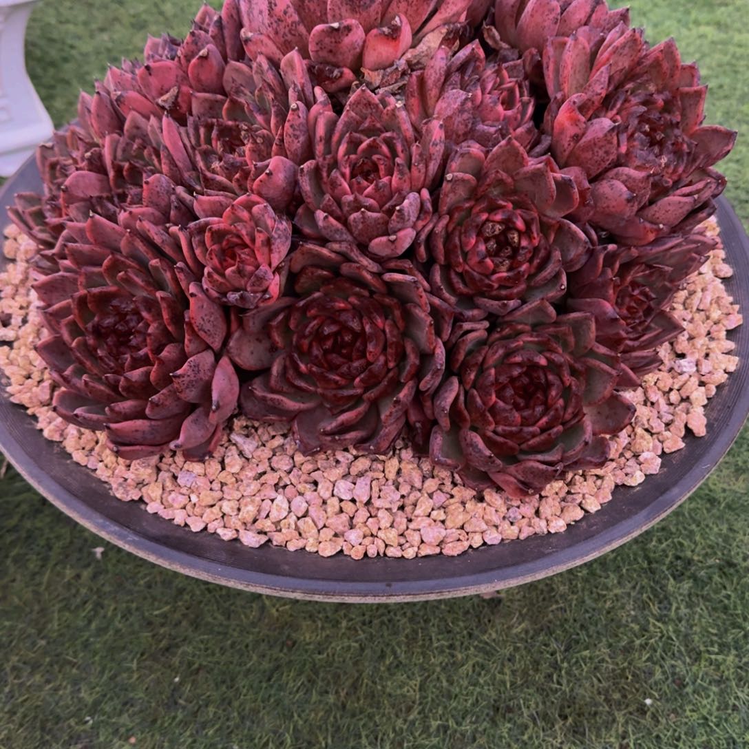 一***阳1-11黑水晶多肉植物