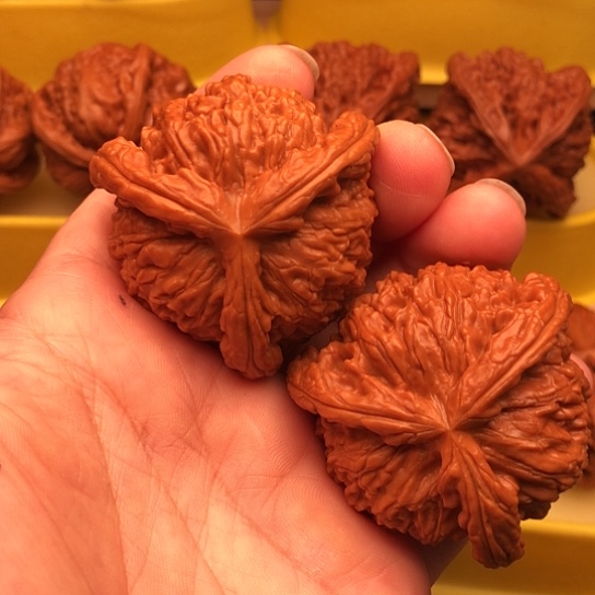 草***狼核桃核桃和他的核桃核桃
