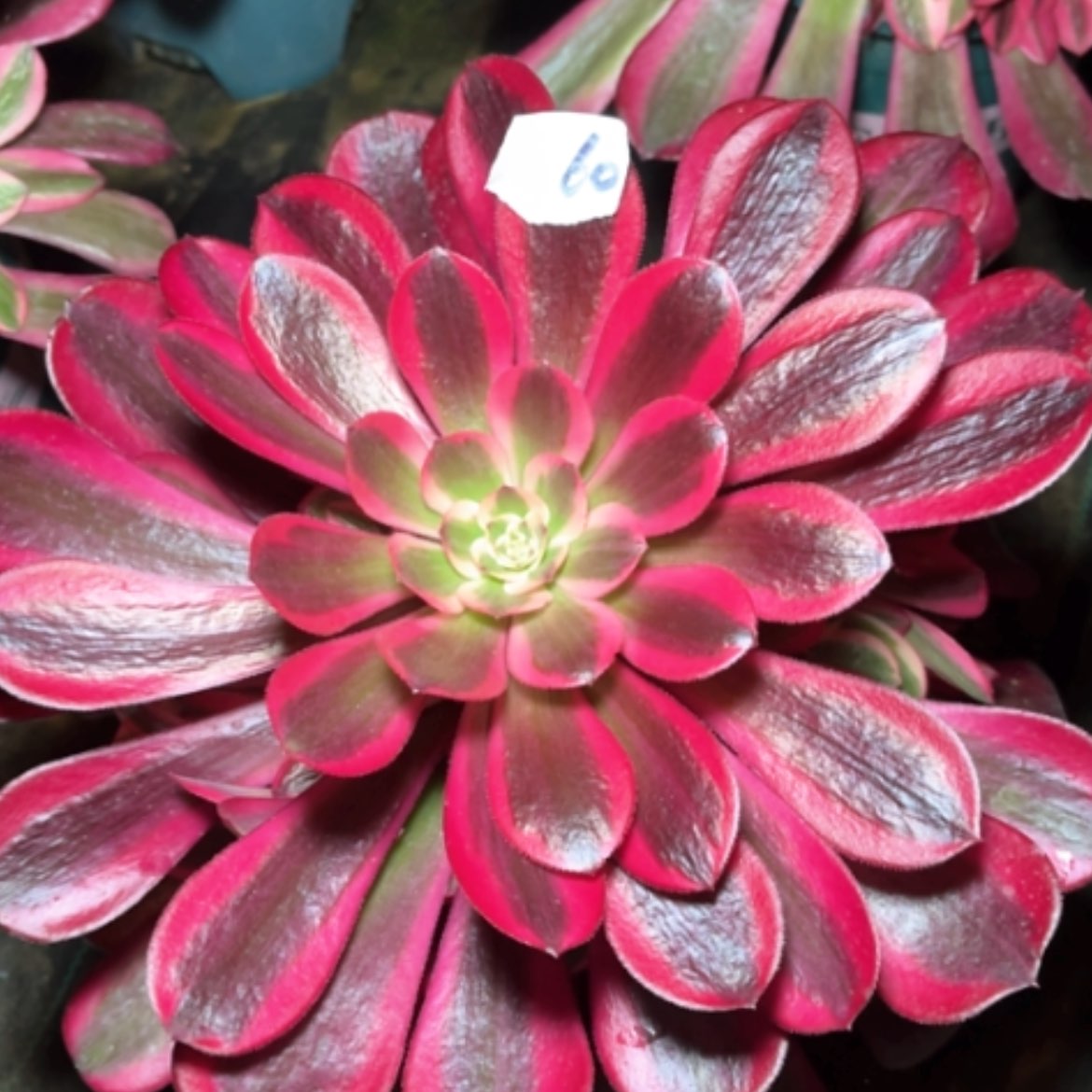 【闪购商品】60美杜莎多肉法师