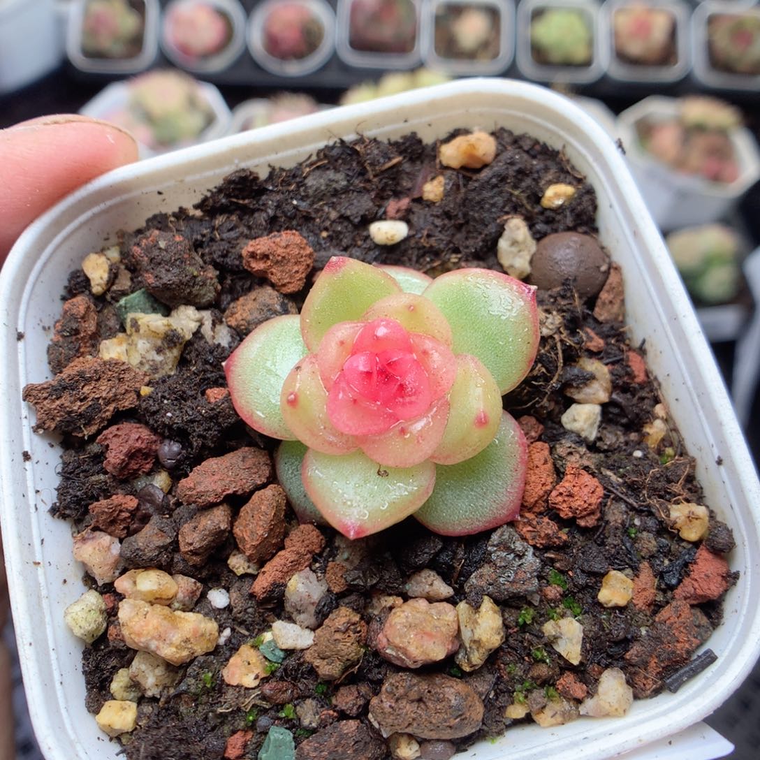 无花朵S165。yyyyy