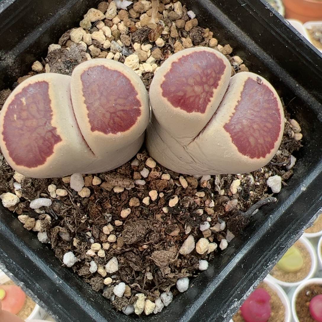 【闪购商品】352 菊