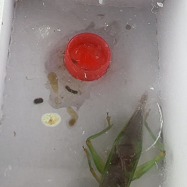 蟋蟀长须霍氏一只………………