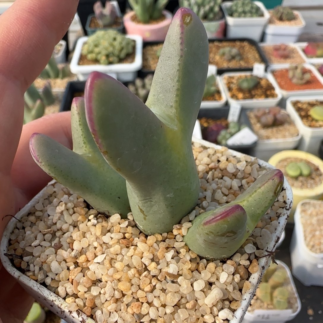 1.28多肉新年大福27号