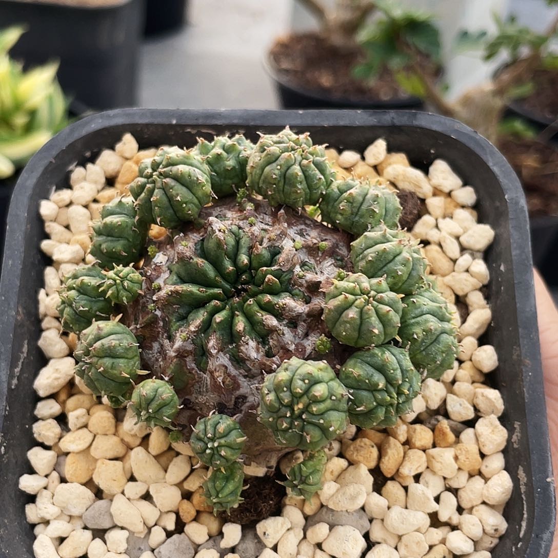 捡漏 法利杂66666666666