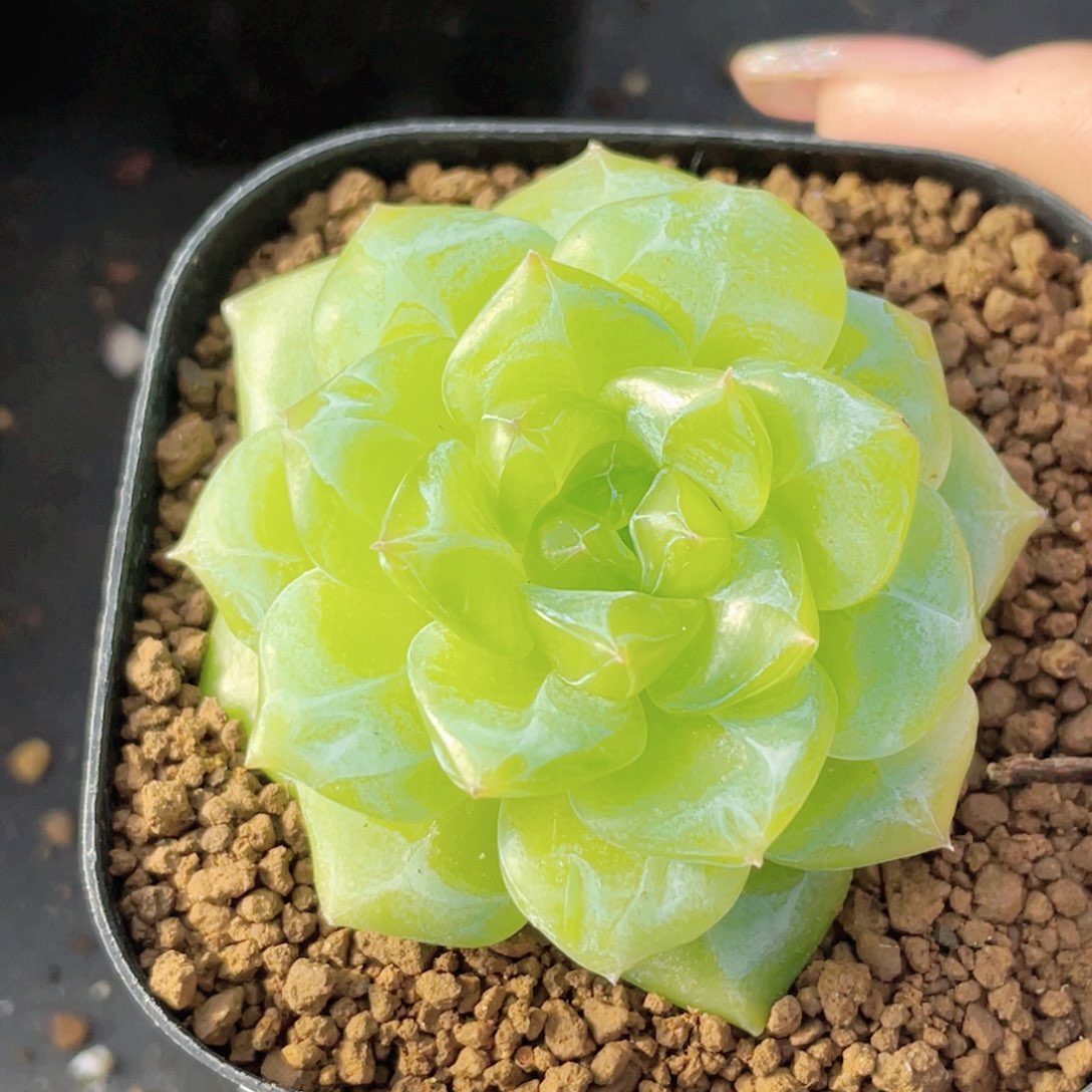 509号糖心冰心珍妮