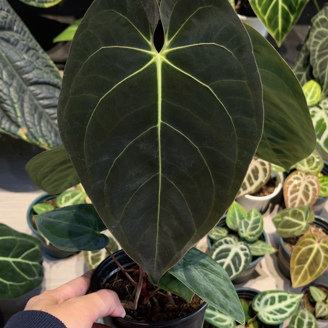 完全开放黑桃杂花烛