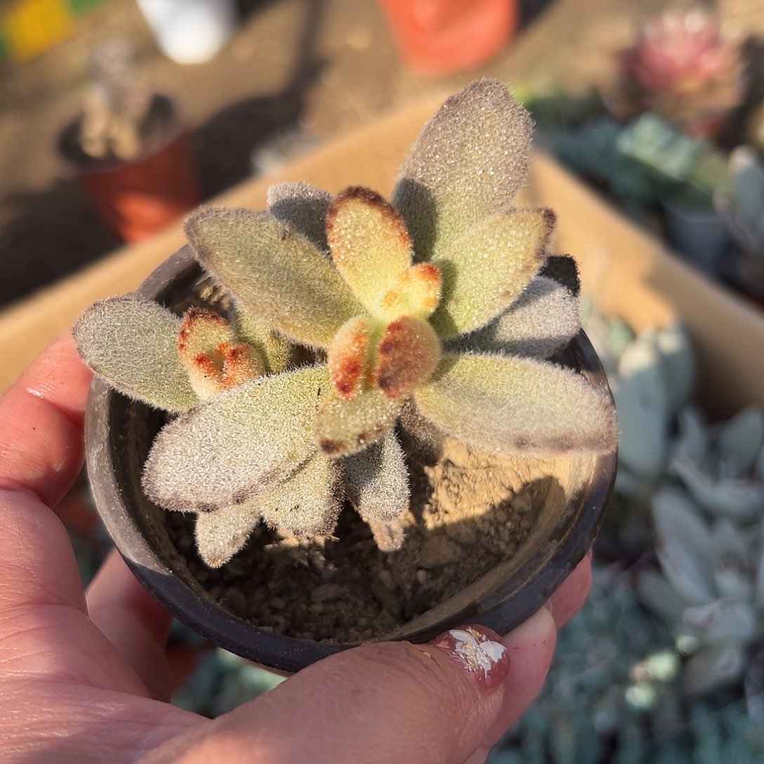多肉植物多肉植物
