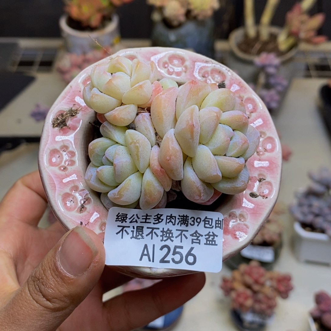 256珍妮冰玉多肉不包整