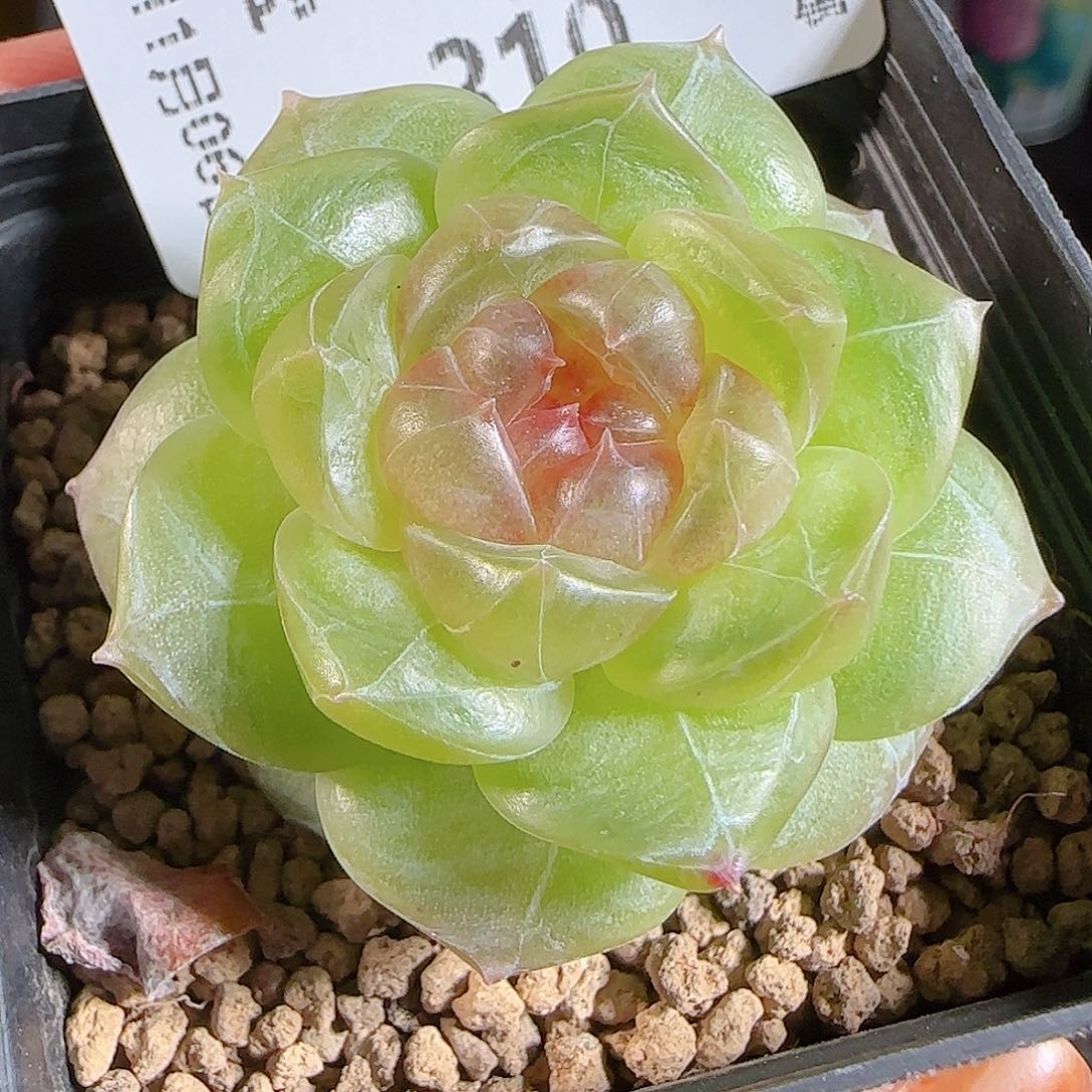 1106--310仙音一物一拍