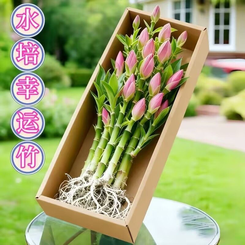 四季招财旺宅水培观音竹富贵竹文昌竹室内办公盆栽绿植除甲醛