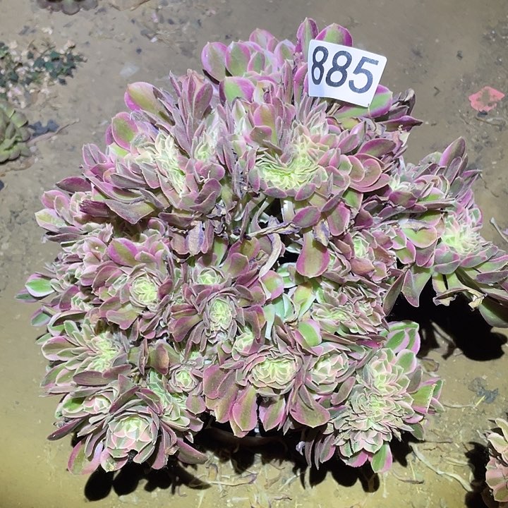 多肉植物法师885女巫缀