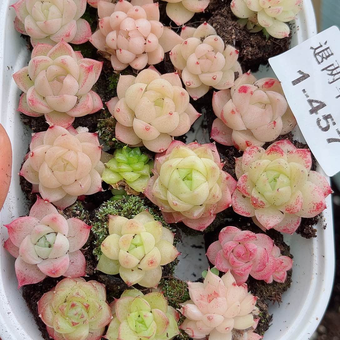 1-457 新疆西藏内蒙不发12.8包邮2-3公分