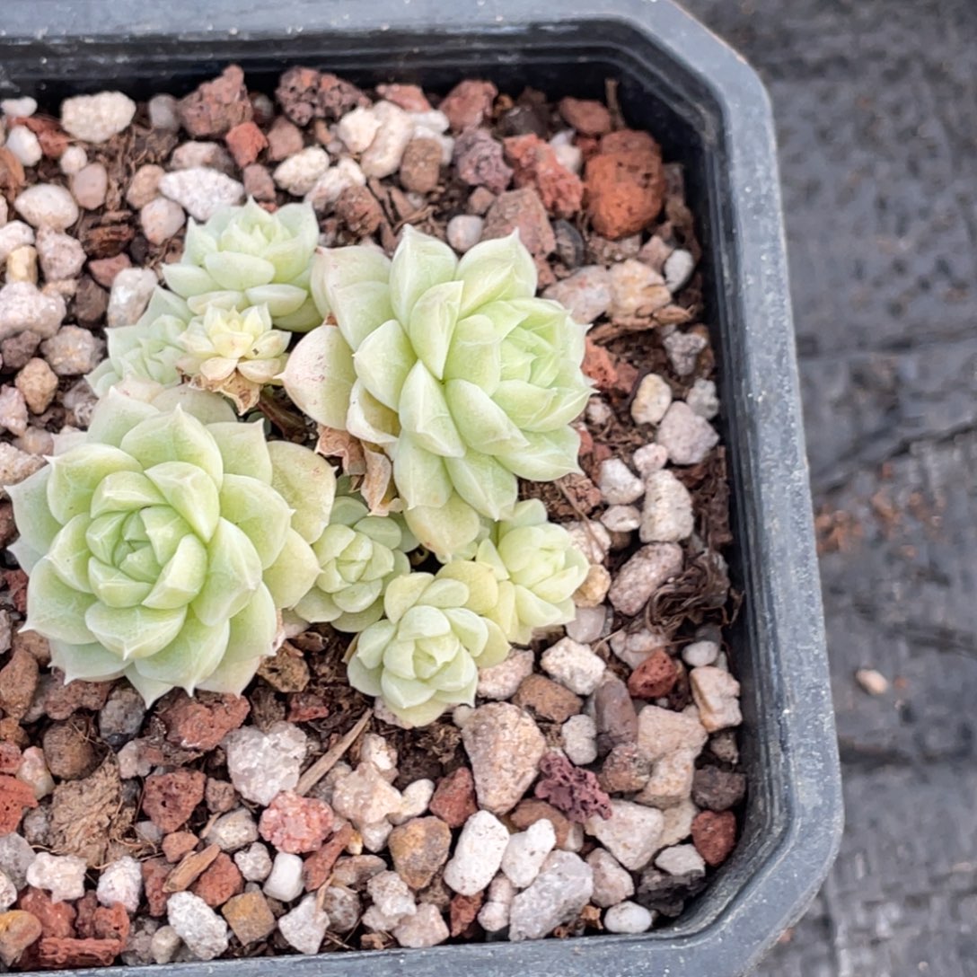 比***丢麦秆小脸5公分宝贝专拍