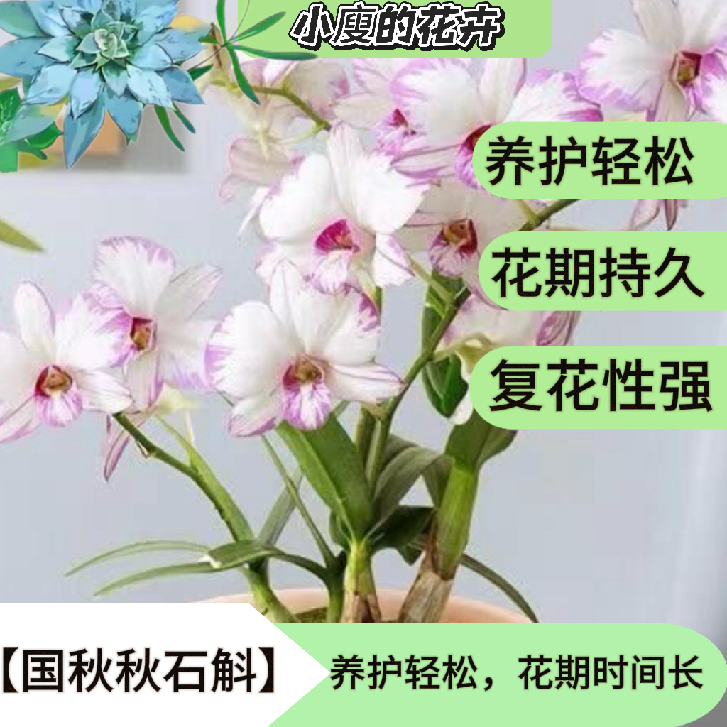 国秋秋实斛一物一拍专属链接（无需选款，直播间扣手机尾号）