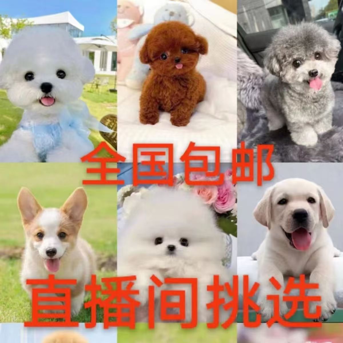 狗狗活体视频直播一对一挑选精品品相