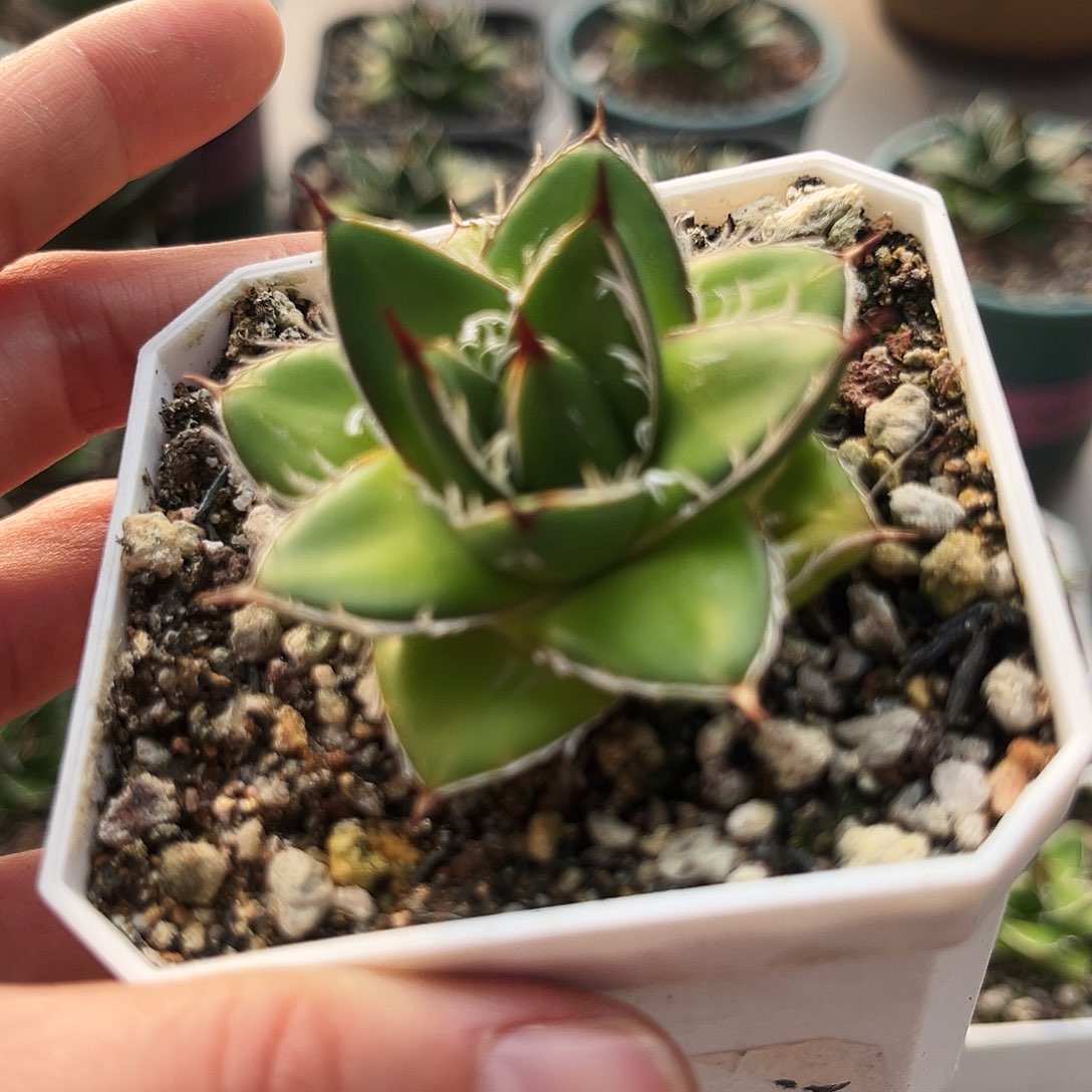 潮流植物a型屉之雪.