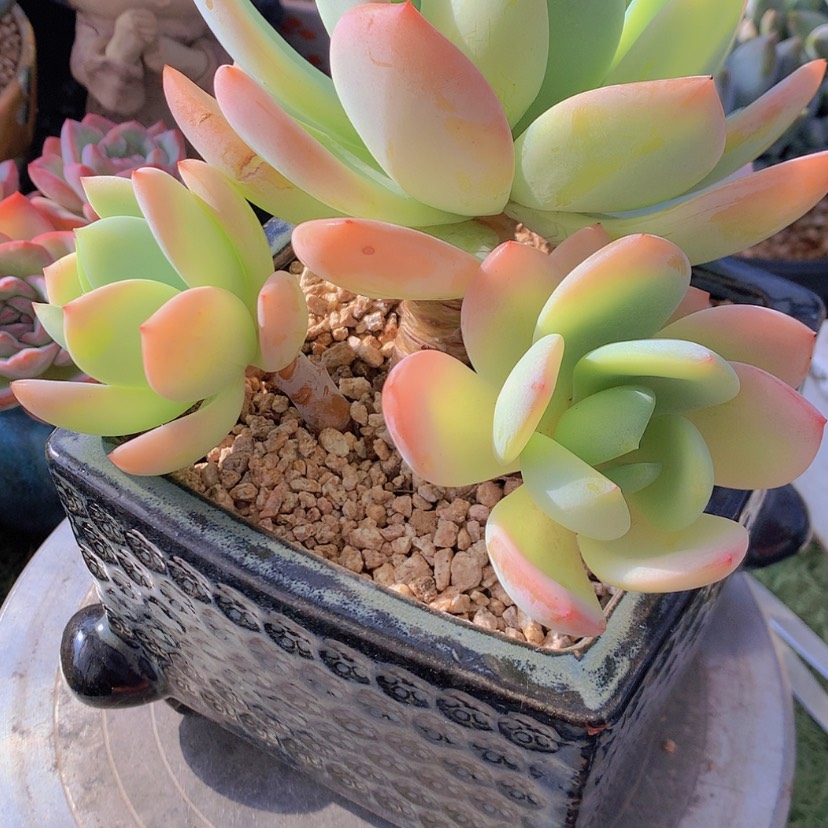 【闪购商品】彩虹柚子茶