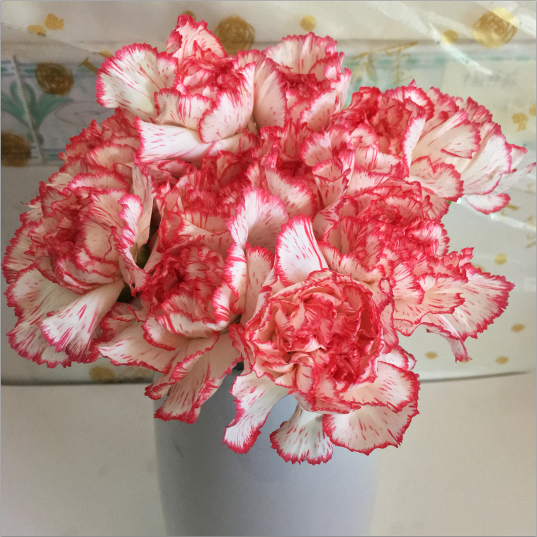 【单头康伊人】鲜花花束康乃馨母亲节妇女节教师节家用水养插花