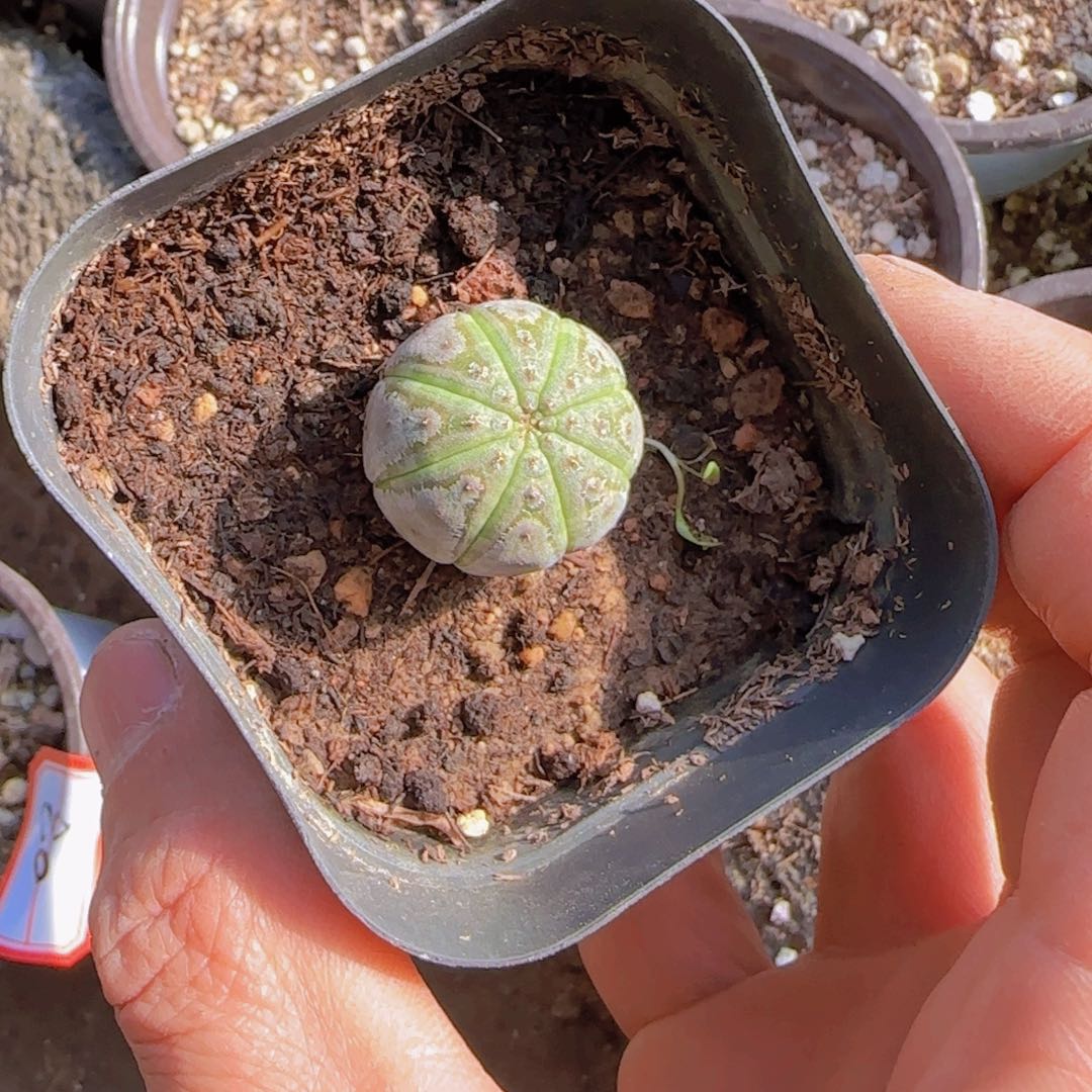 叮***坨块根植物块根植物