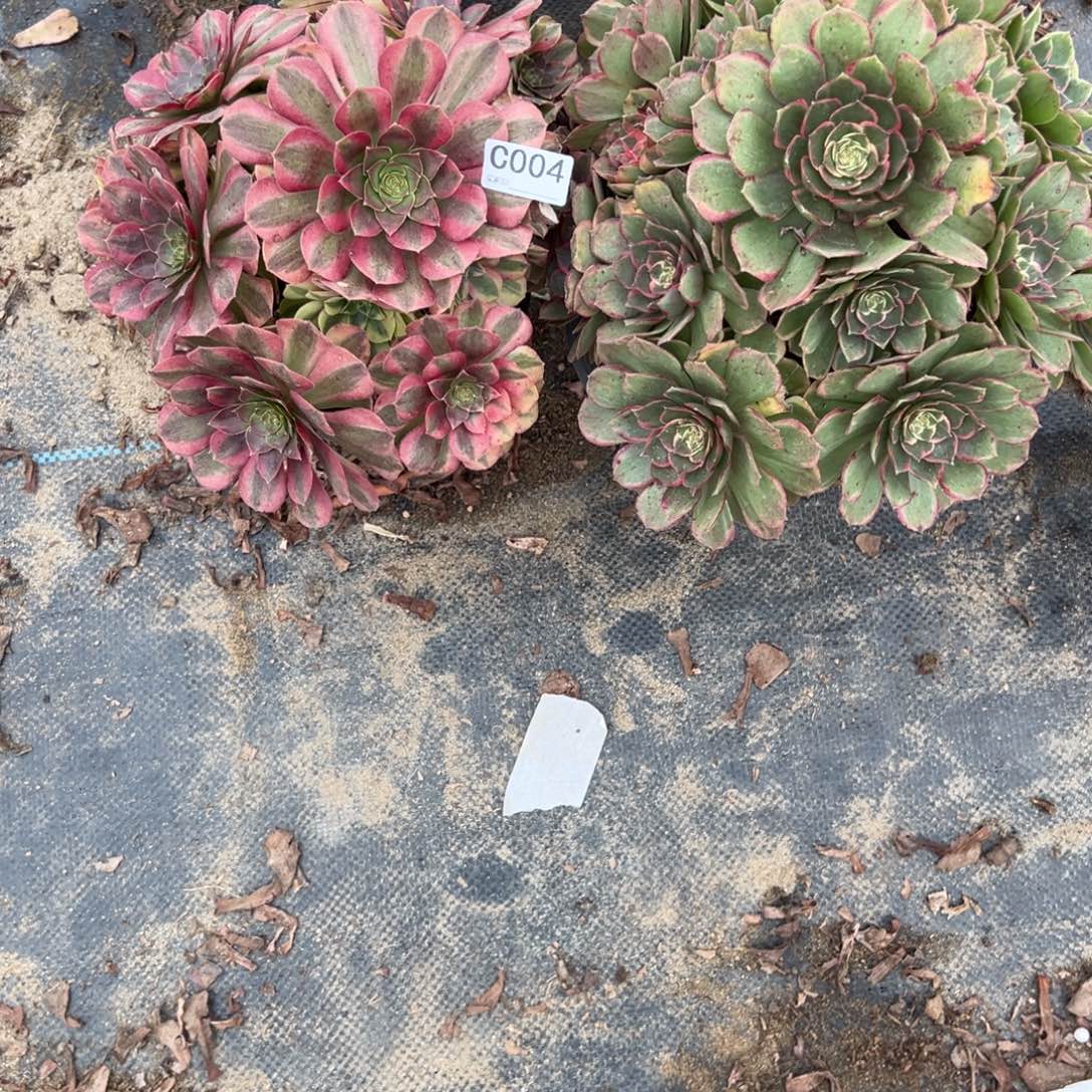 004两颗组合多肉植物法师