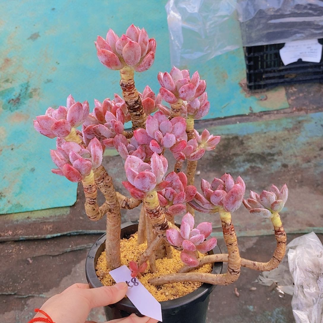 158开播福利多肉植物