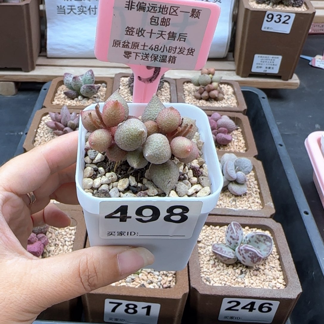 L****U498小辣椒多肉植物