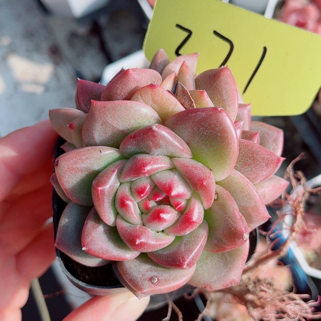 271号小老桩珍妮群