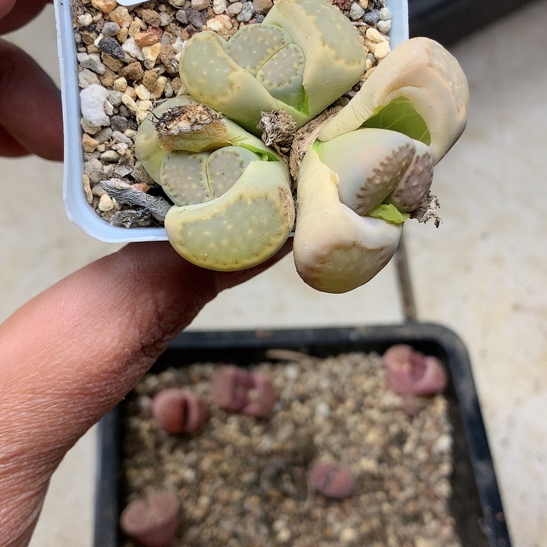 B319多肉植物保护研究所