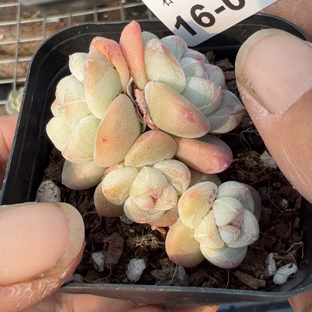 小卡拉米糖心一物一拍16-55