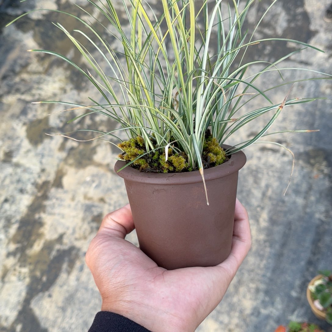 金***生完全开放盆栽植物