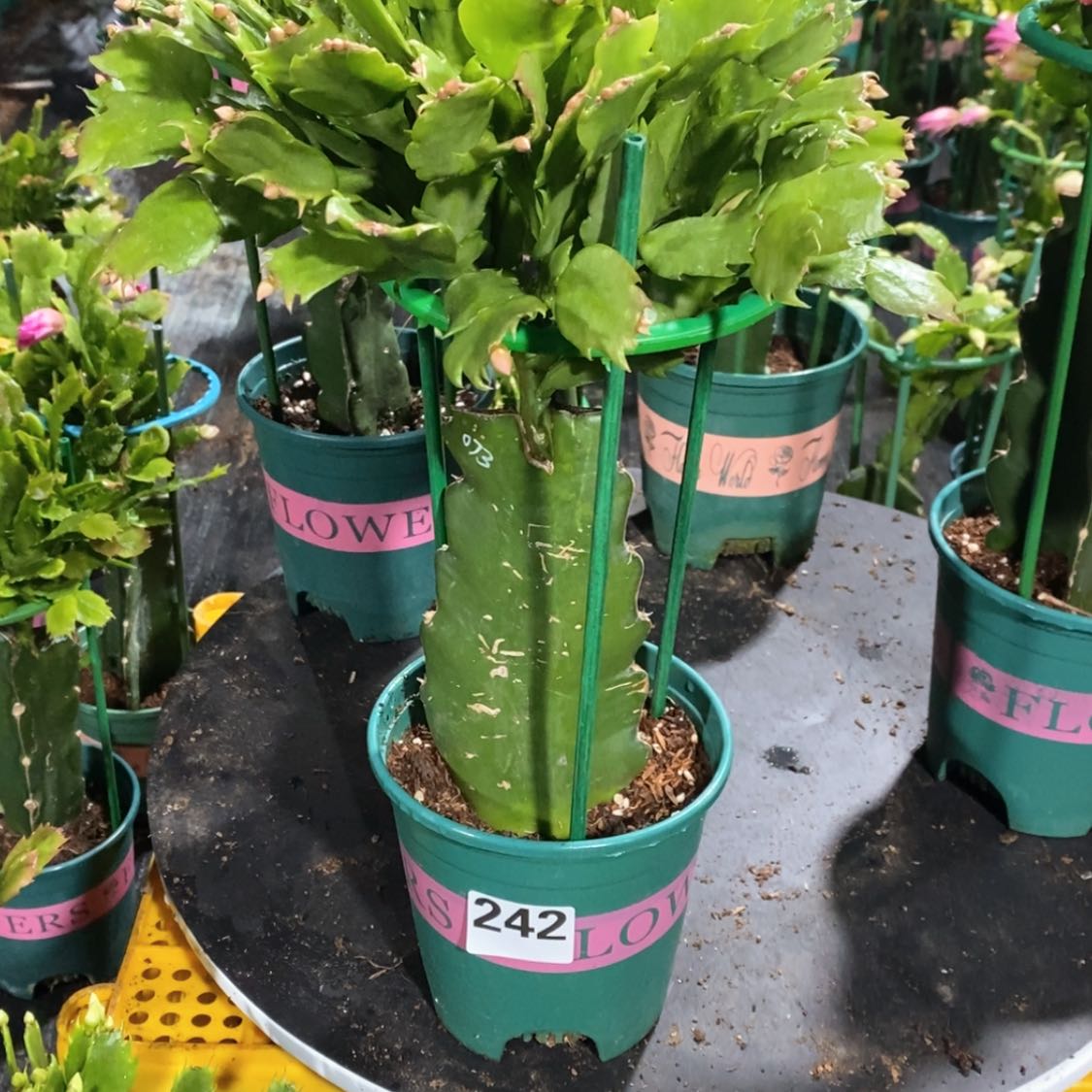 【闪购商品】无花朵聪*哥242嫁接073