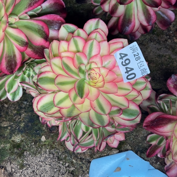 4940南荔枝多肉植物