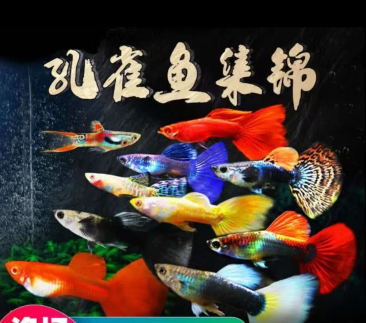 随机两条鱼（包邮不包损！）