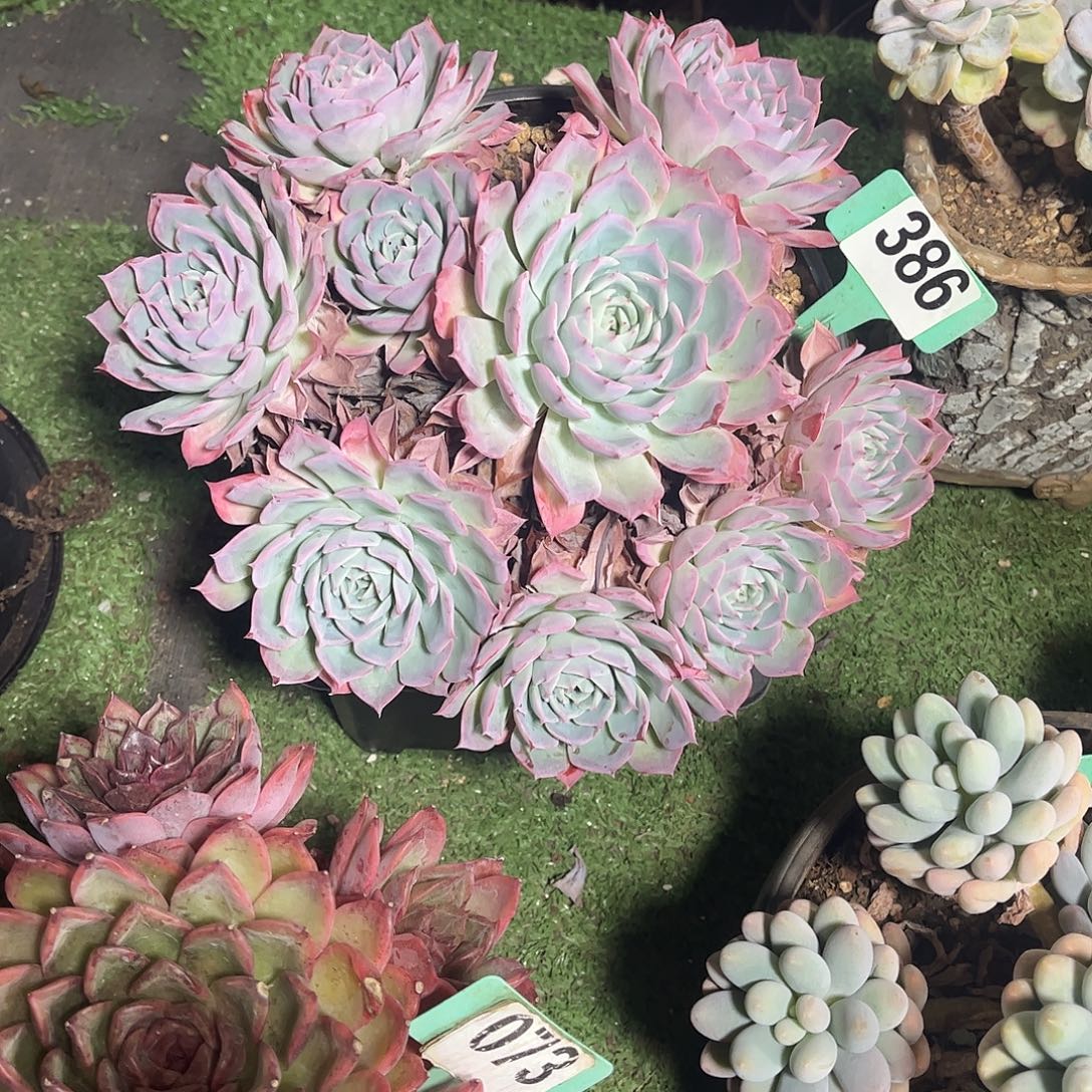 悟***行水膜咋多肉植物保护386