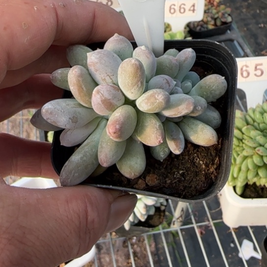 593桃美人缀一物一拍多肉