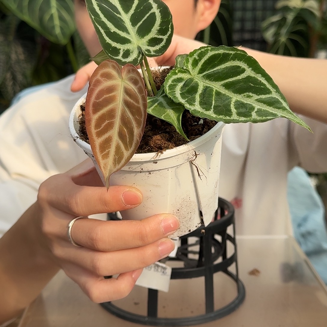 完全开放O119粗脉skg撕裂纹杂阿波罗