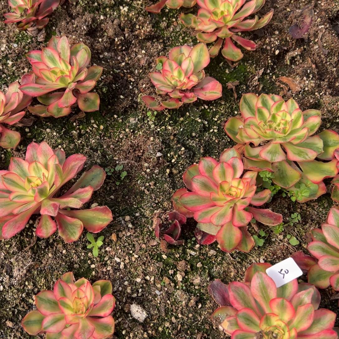 50爱丽丝一颗5多肉椅子20包邮