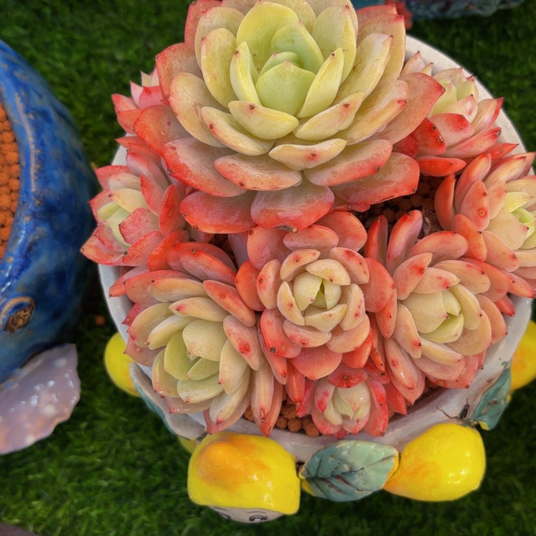 恋曲，多肉植物群生