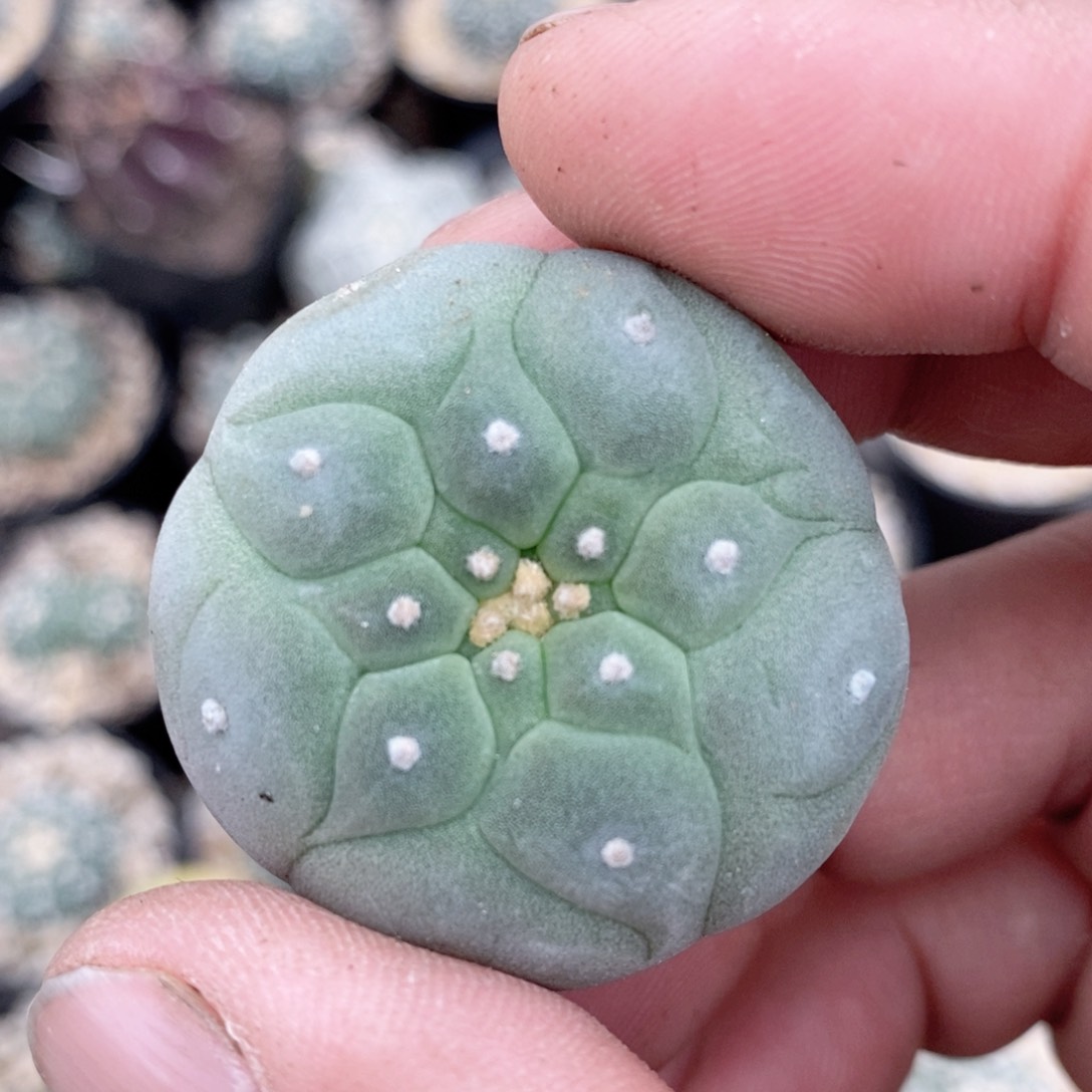 仙人球等多种游戏