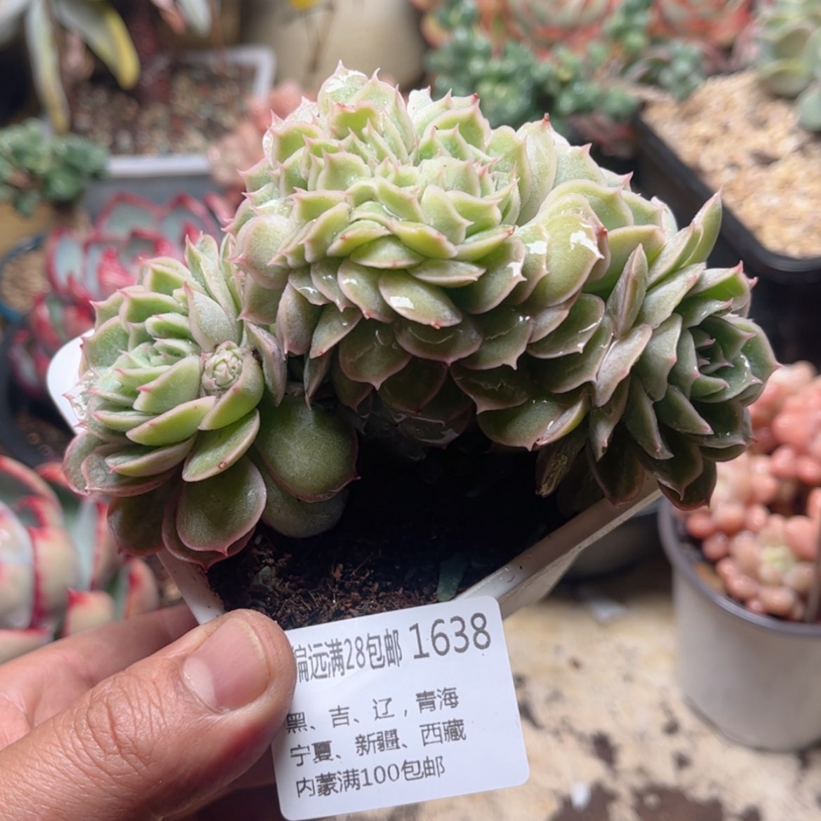 【闪购商品】1638昂斯诺缀