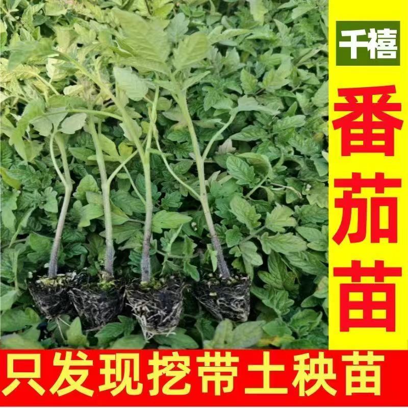 糖水炸弹黑珍珠番茄苗小黑番茄苗圣女果苗小西红柿苗春季阳台盆栽