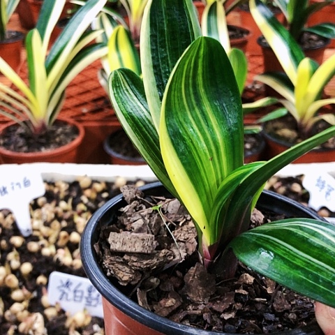 【闪购商品】你****敢