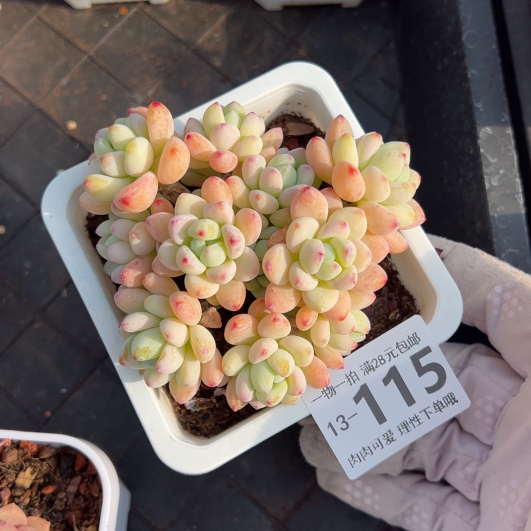 樱花罗绮多肉多肉多肉多肉